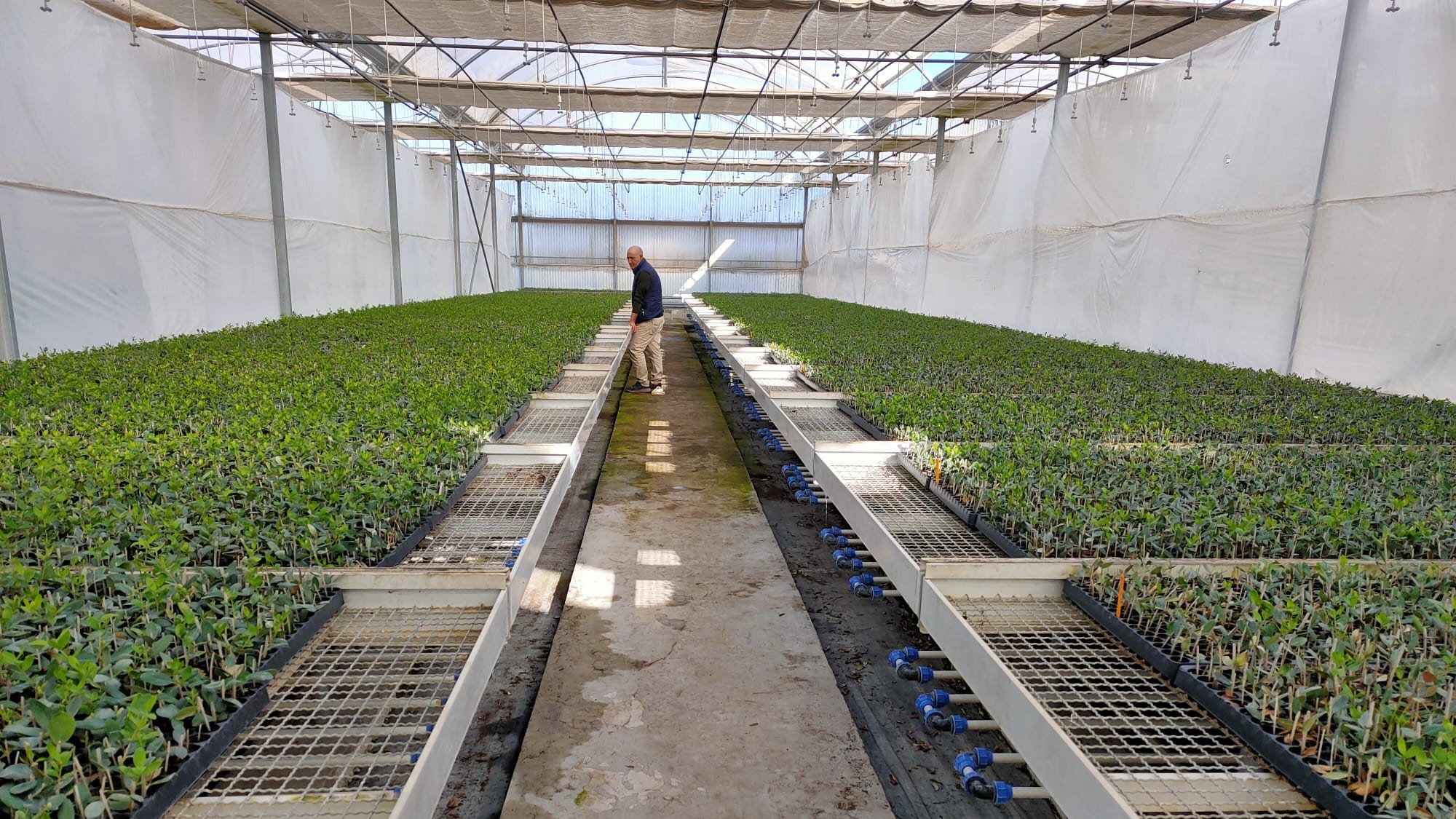 macfrut|Plant Nursery Area 1|Plant Nursery Area 2